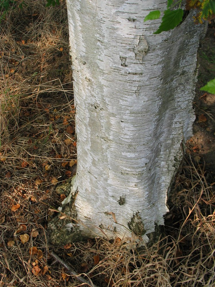 Betula Pubescens Downy Birch Dutch Treeguide At Www bomengids nl Betula Pubescens Downy Birch Dutch Treeguide At Www bomengids nl