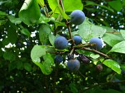 summer photograph Sleedoorn__Prunus_spinosa__Blackthornimg_3494vruchtfruit.jpg