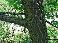 foto bomen: Gladde_iep__Ulmus_minor__Smooth-leaved_elm 