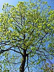 foto bomen: Gladde_iep__Ulmus_minor__Smooth-leaved_elm 