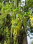 foto bomen: Gouden_regen__Laburnum_anagyroides__Golden_chaintree 