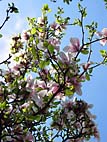 foto bomen: Magnolia__Magnolia__magnolia 