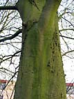 foto bomen: Haagbeuk__Carpinus_betulus__European_hornbeam 