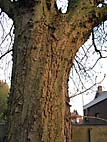 foto bomen: Witte_paardenkastanje__Aesculus_hippocastanum__Horse_chestnut 