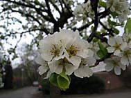 foto bomen: Zoete_kers__Prunus_avium__Sweet_cherry 