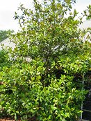 summer photograph Magnolia_grandiflora__Magnolia_grandiflora__Southern_magnoliaimg_8962.jpg