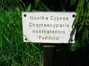 summer photograph Nootka_cypres__Chamaecyparis_nootkatensis__Alaska_cedar_Nootka_falsecypressimg_5147.jpg