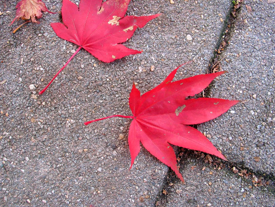 japanese maple varieties photos. Japanese maple or Acer