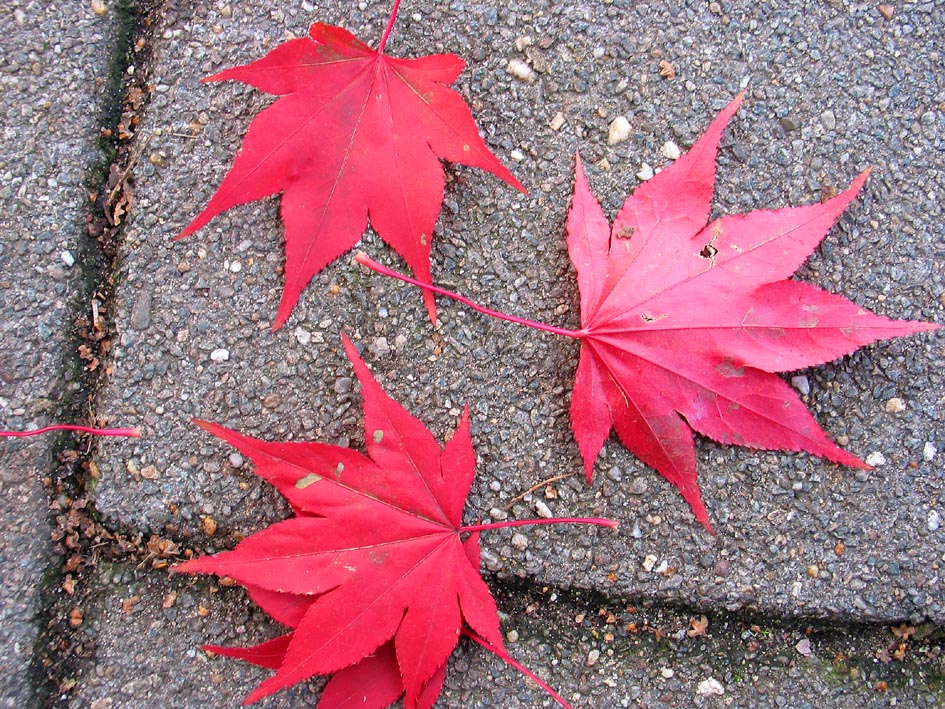 japanese maple. Acer palmatum Japanese maple