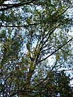 foto bomen: Amerikaanse_populier__Populus_deltoides__Eastern_cottonwood 