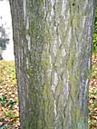 foto bomen: Balsam_populier__Populus_balsamifera__Balsam_poplar 