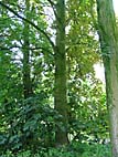 foto bomen: Gewone_esdoorn__Acer_pseudoplatanus__Sycamore_maple 