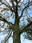 foto bomen: Goudiep__Ulmus_hollandica__Golden_elm 