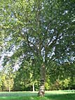 foto bomen: Grauwe_abeel__Populus_canescens__Grey_poplar 