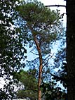 foto bomen: Grove_den__Pinus_sylvestris__Scots_pine 