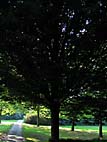 foto bomen: Haagbeuk__Carpinus_betulus__European_hornbeam 