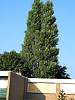 foto bomen: Italiaanse_populier__Populus_nigra__Lombardy_poplar 