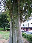 foto bomen: Italiaanse_populier__Populus_nigra__Lombardy_poplar 