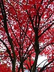 foto bomen: Japanse_esdoorn__Acer_palmatum__Japanese_maple 