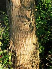 foto bomen: Krulwilg_pekingwilg__Salix_matsudana__Corkscrew_willow 