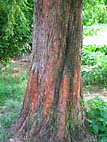 foto bomen: Metasequoia__Metasequoia__glyptostroboides__Dawn_redwood 