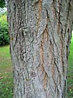 foto bomen: Pagodeboom_Honingboom__Saphora_japonica__Japanese_scholartree 