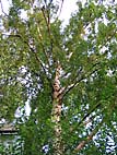 foto bomen: Ruwe_berk__Betula_pendula__European_whitebirch 