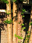 foto bomen: gymnospermsfamilie 
