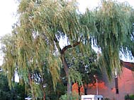 foto bomen: Treurwilg__Salix_x_sepulcralis__Weeping_willow 
