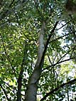 foto bomen: Witte_abeel__Populus_alba__European_whitepoplar 
