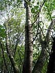 foto bomen: Witte_abeel__Populus_alba__European_whitepoplar 