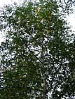 foto bomen: Zachte_berk__Betula_pubescens__Downy_birch 