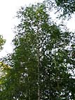 foto bomen: Zachte_berk__Betula_pubescens__Downy_birch 