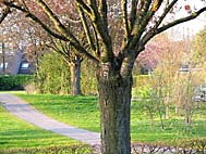 foto bomen: prunusfamilie 