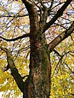 foto bomen: Zoete_kers__Prunus_avium__Sweet_cherry 