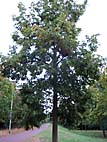 foto bomen: Zomerlinde__Tilia_platyphyllos__Bigleaf_linden 