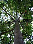 foto bomen: Zomerlinde__Tilia_platyphyllos__Bigleaf_linden 