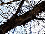 foto bomen: Zwarte_berk__Betula_nigra__River_birch 