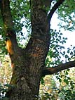 foto bomen: iep.1.soort 