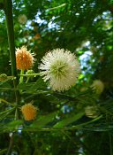summer photograph Mimosa__Acacia_dealbata__Mimosa_Silver_wattleimg_7597bloemflower.jpg