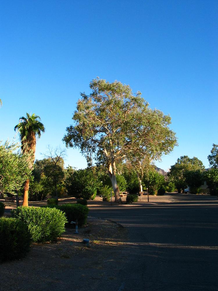 bluegum eucalyptus eucalyptus globulus lasvegas American trees , Bryce