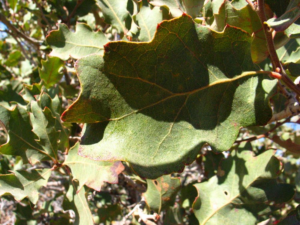 shrub live oak Quercus_turbinella monumentvalley American trees , Bryce