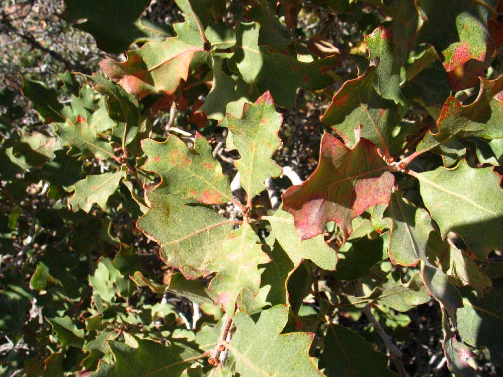 shrub live oak Quercus_turbinella monumentvalley American trees , Bryce