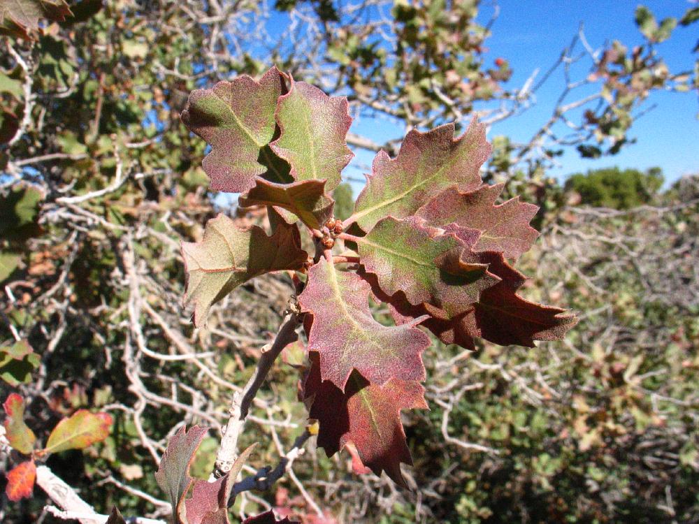 shrub live oak Quercus_turbinella monumentvalley Amerikaanse bomen
