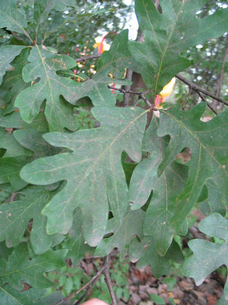 white oak quercus_alba washington American trees , Bryce ...