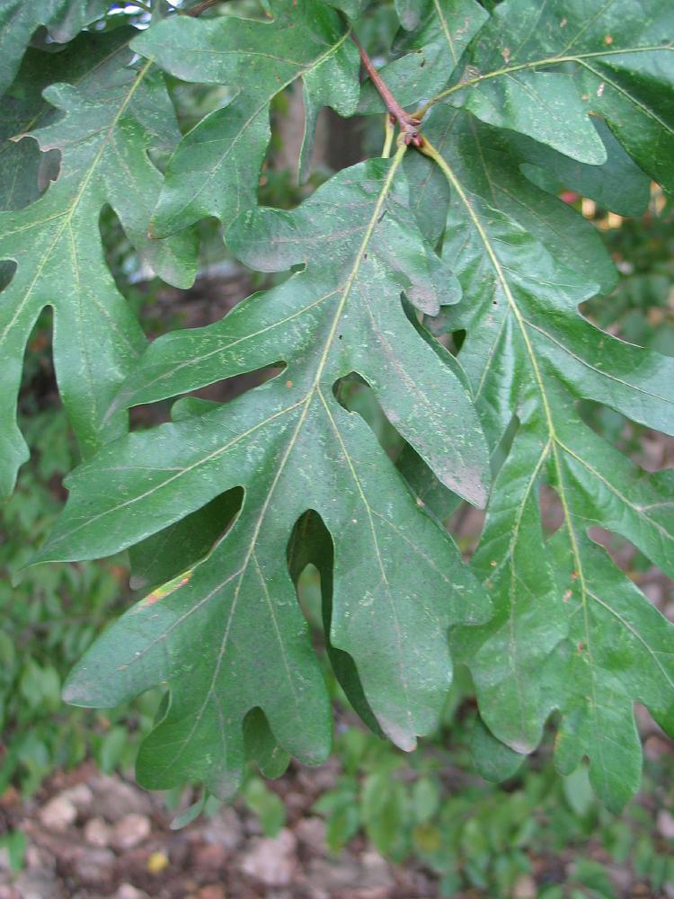 Quercus_alba - JungleKey.fr Image