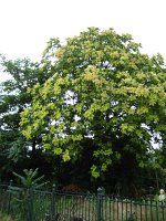 summer photograph Hemelboom__Ailanthus_altissima__Tree_of_heavenimg_2680.jpg