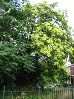summer photograph Hemelboom__Ailanthus_altissima__Tree_of_heavenimg_2681.jpg