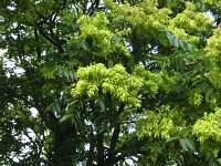 summer photograph Hemelboom__Ailanthus_altissima__Tree_of_heavenimg_2682.jpg