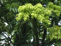 summer photograph Hemelboom__Ailanthus_altissima__Tree_of_heavenimg_2683.jpg